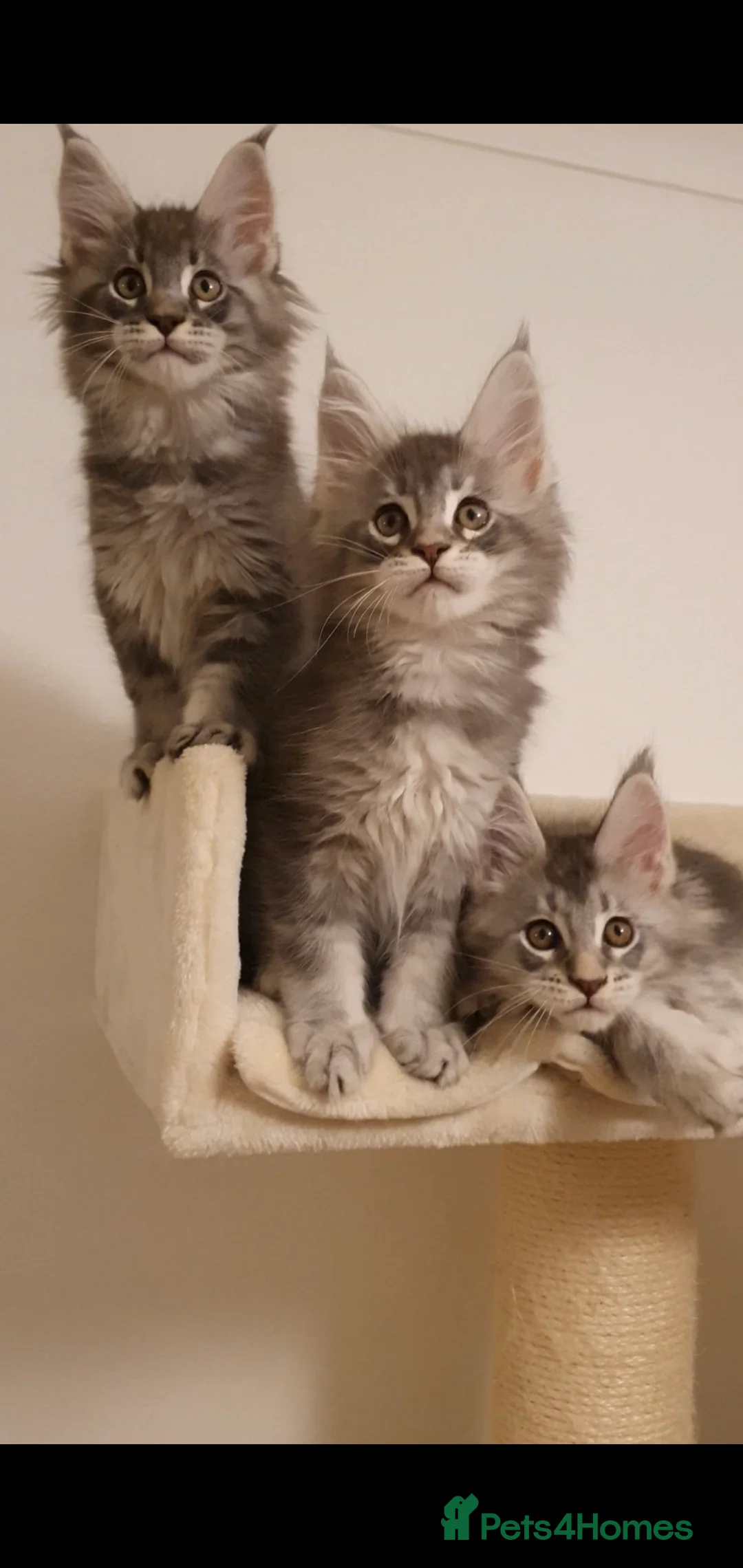 Maine Coon cats for sale: 🏅GCCF🏅 pure maine coon kittens  - Advert 6
