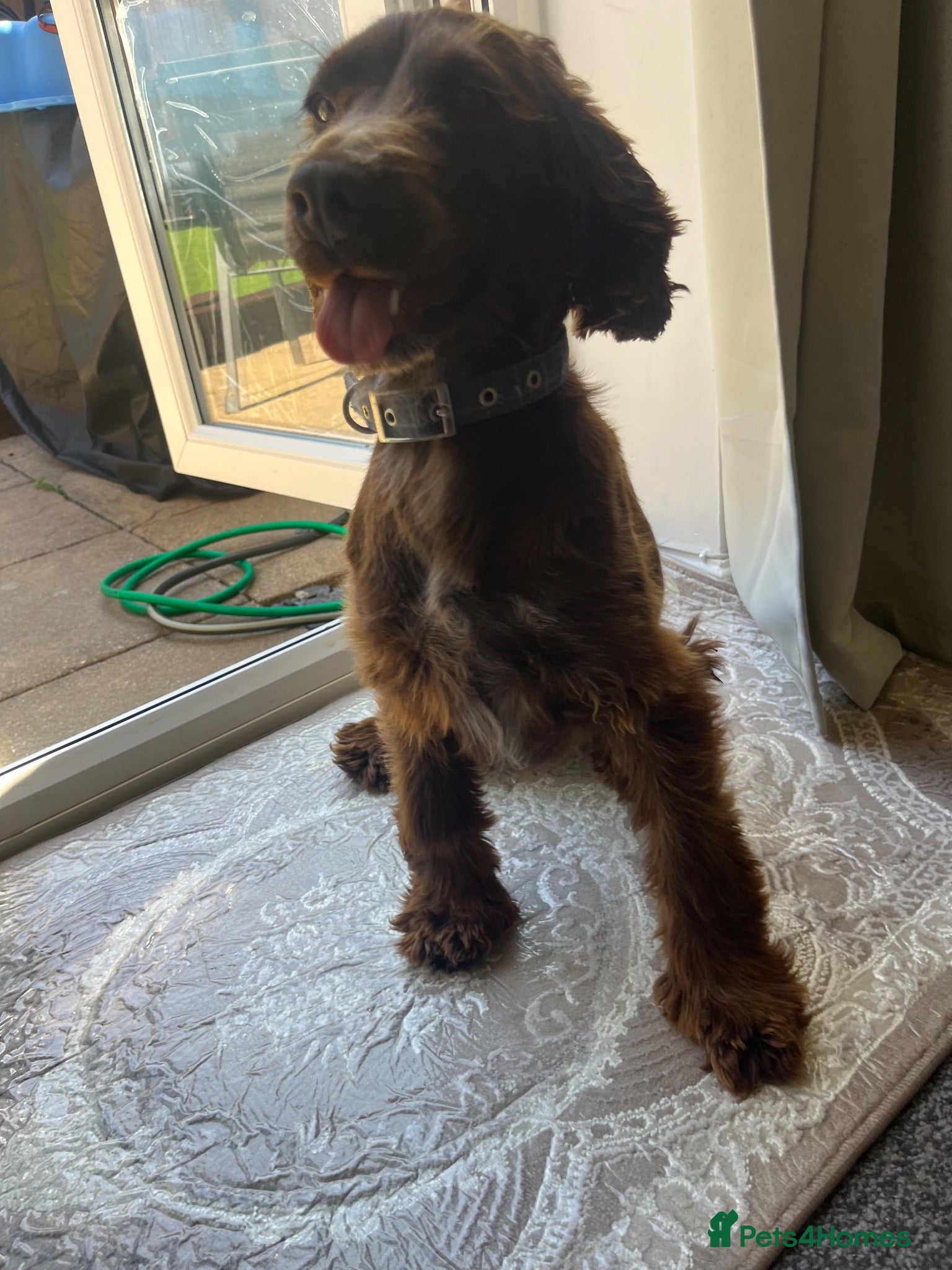 Cocker Spaniel dogs Show cocker spaniel  - Advert 1