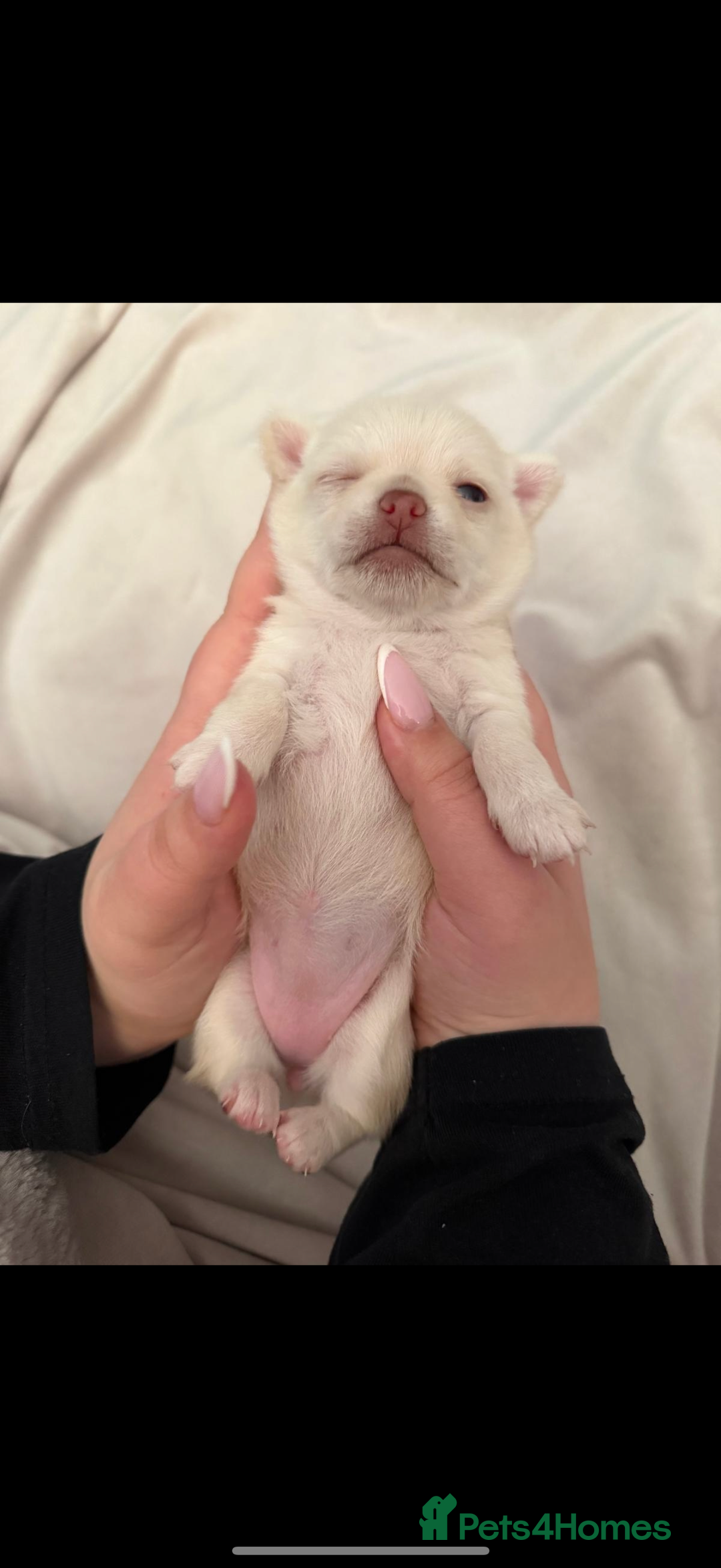 Chihuahua dogs for sale: Beautiful Cream & chocolate tan Chihuahuas! - Advert 18