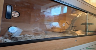 Corn Snake reptiles - Advert 8