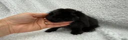 Mini Lop rabbits for sale: Last 2 plush lops available to reserve - Advert 3