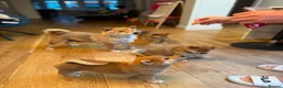 Japanese Shiba Inu dogs for sale: Exceptional Shiba Inu Puppies for Sale in London - Advert 3