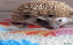 Pygmy Hedgehog rodents for sale: Gorgeous Hoglets!! AVAILABLE/REDUCED!!!! - Image 4