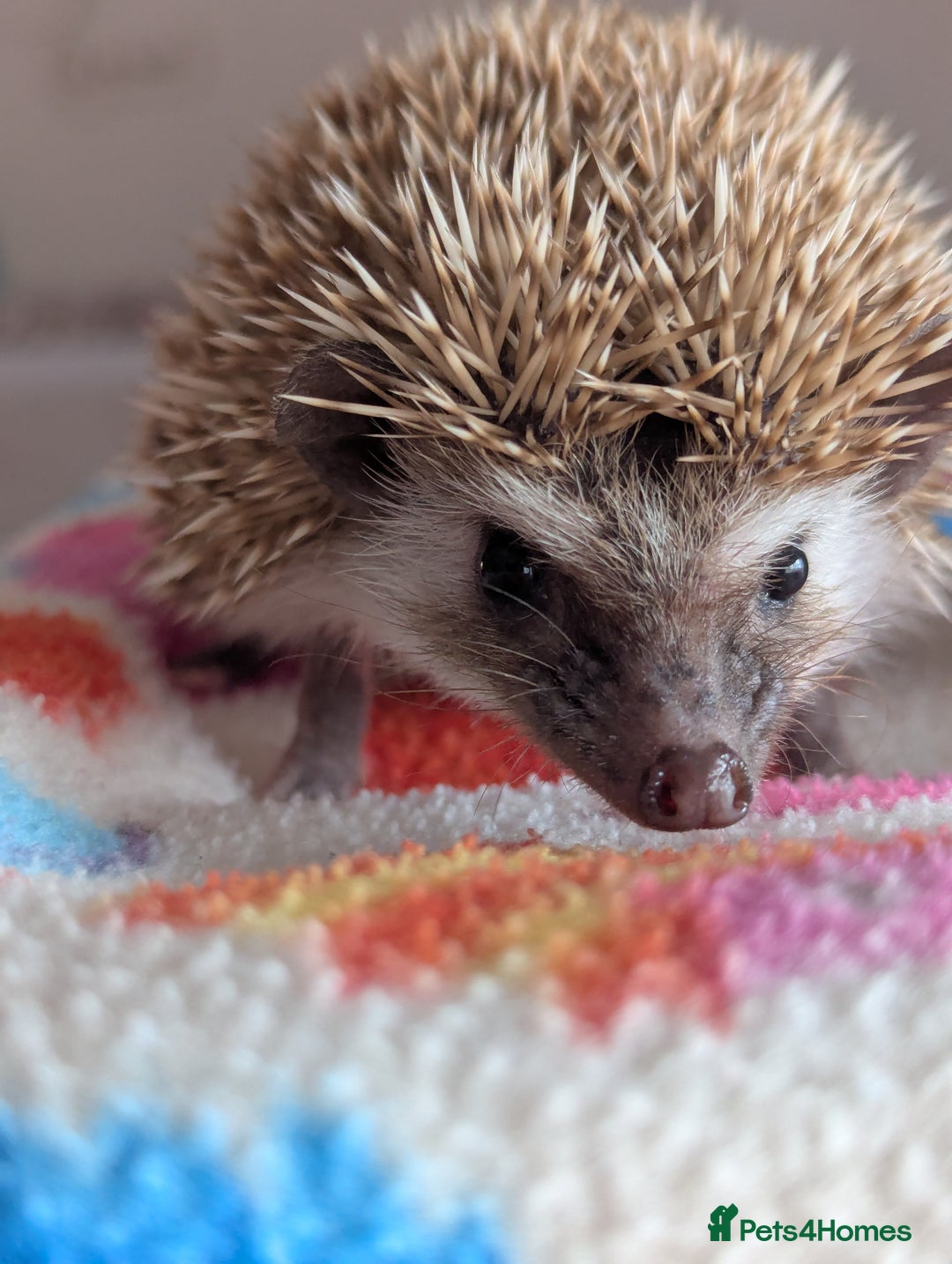 Pygmy Hedgehog rodents for sale: Gorgeous Hoglets!! AVAILABLE/REDUCED!!!! - Image 4
