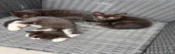 British Shorthair cats for sale: British shorthair kittens - Advert 6