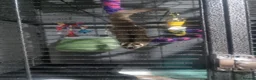 Sugar Glider rodents for sale: 3 bonded sugar gliders in Boston - Advert 3