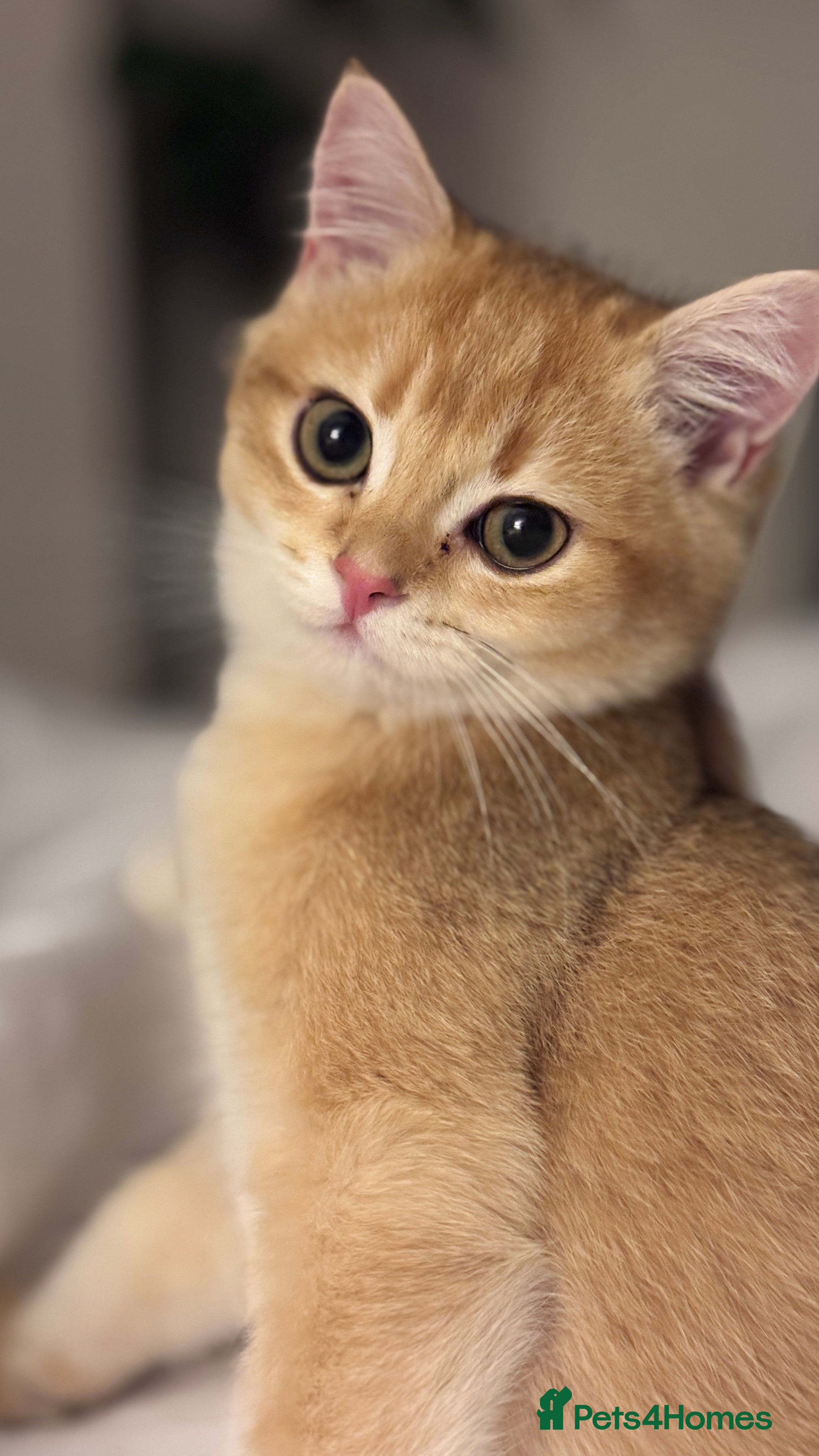 British Shorthair cats GCCF BSH ONE BOY READY TO GO GOLDEN BLACK TIPPED  - Advert 8