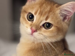 British Shorthair cats GCCF BSH ONE BOY READY TO GO GOLDEN BLACK TIPPED - Advert 8