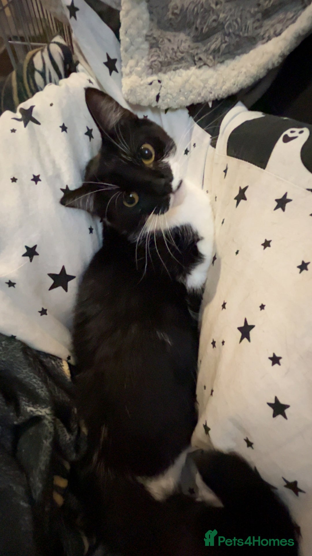 Mixed Breed cats for sale: Duchess mason - Advert 5