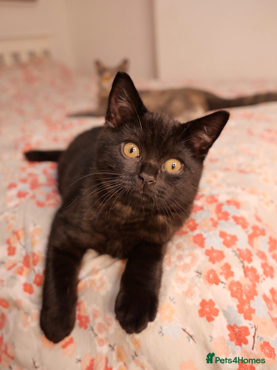 British Shorthair cats for sale: GCCF Registered British Shorthair Kittens -Cardiff - Advert 5