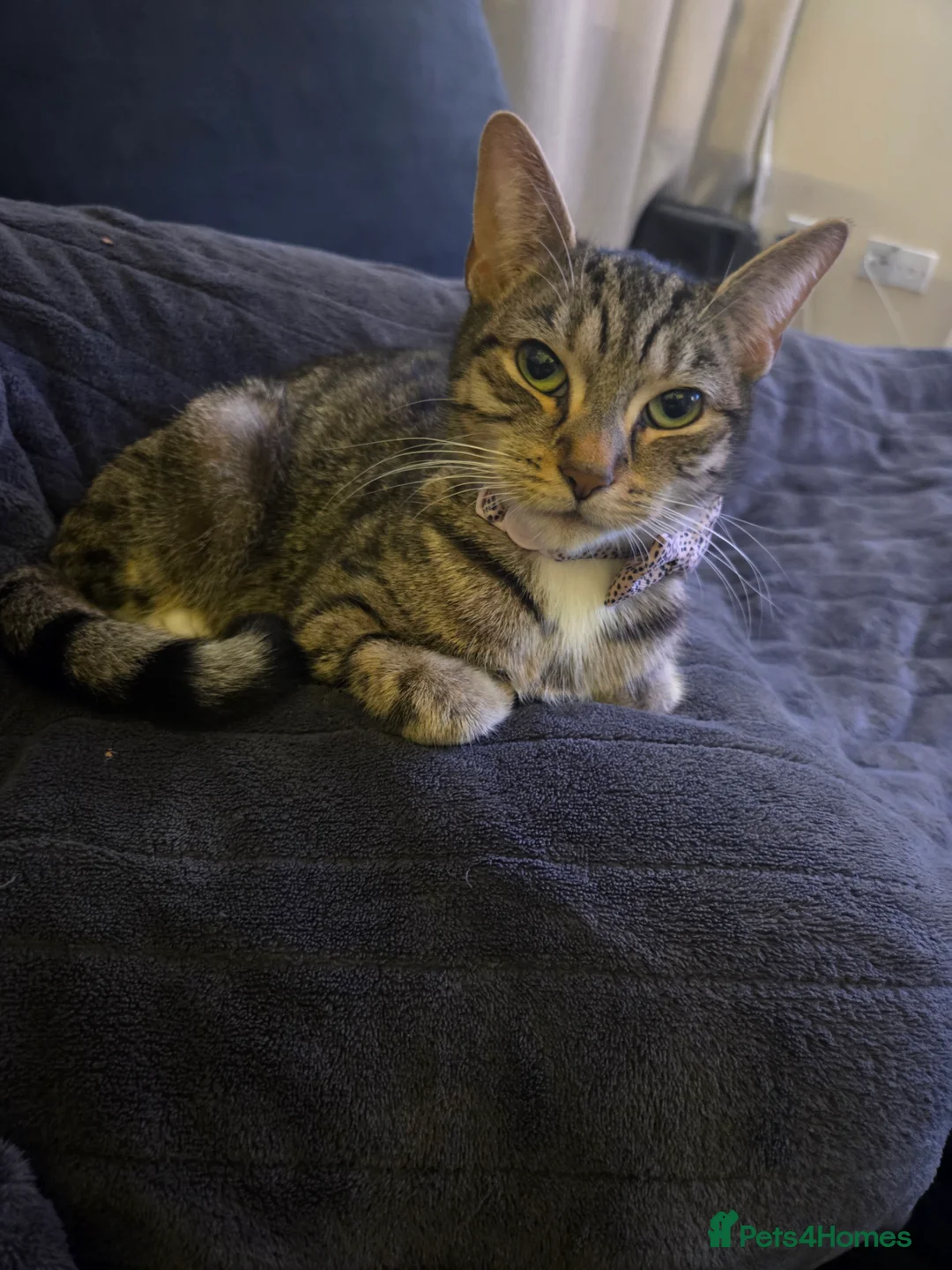 Mixed Breed cats for sale: 2 female kittens - Advert 2