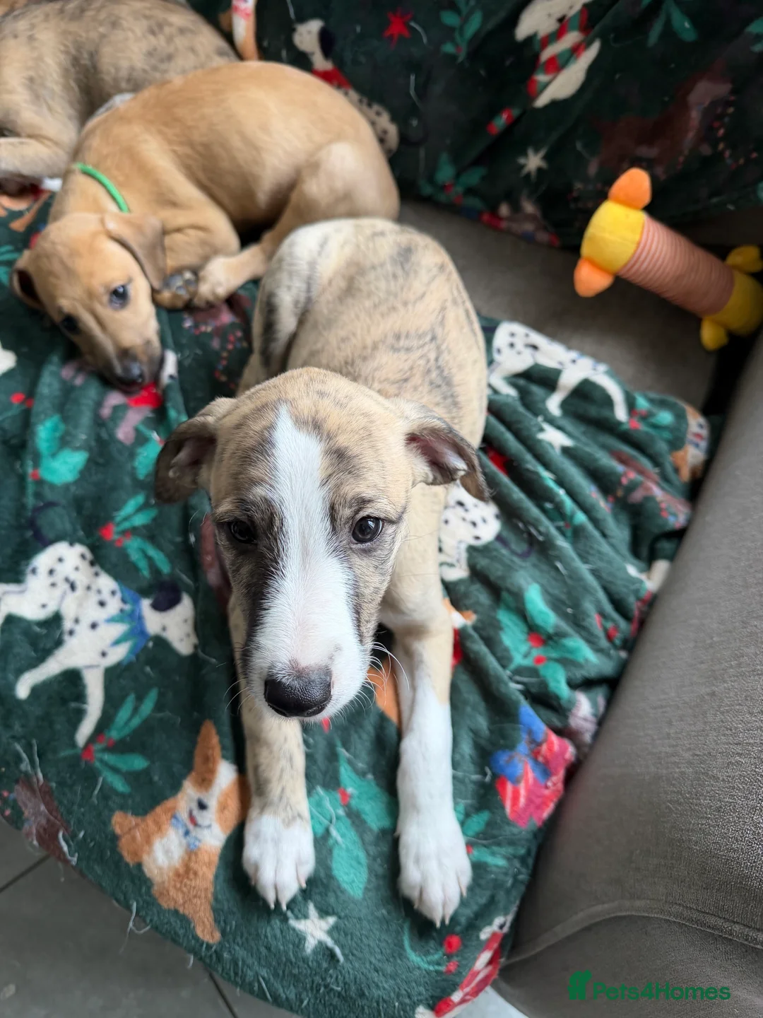 Mixed Breed dogs for sale: Bedlington x Whippet - Advert 7