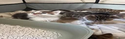 Bengal cats for sale: Bengal / Norwegian forest - Advert 21