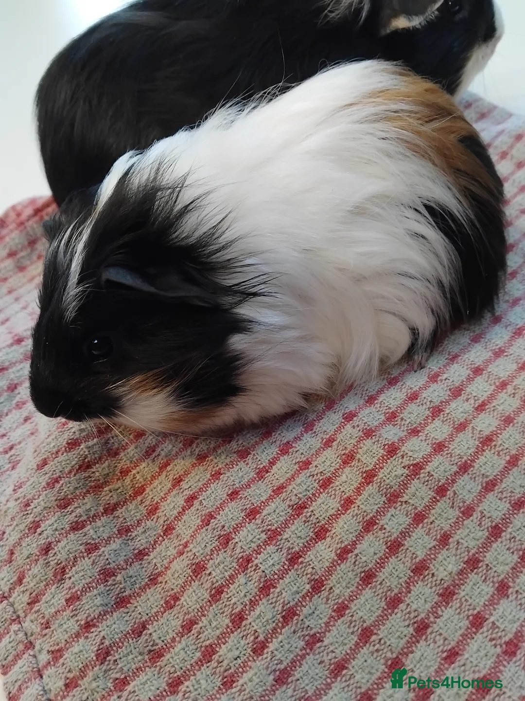 Guinea Pig rodents for sale: Baby guinea pigs x4 - Advert 3