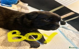 Mixed Breed dogs for sale: Rottie Corso for sale  - Image 8