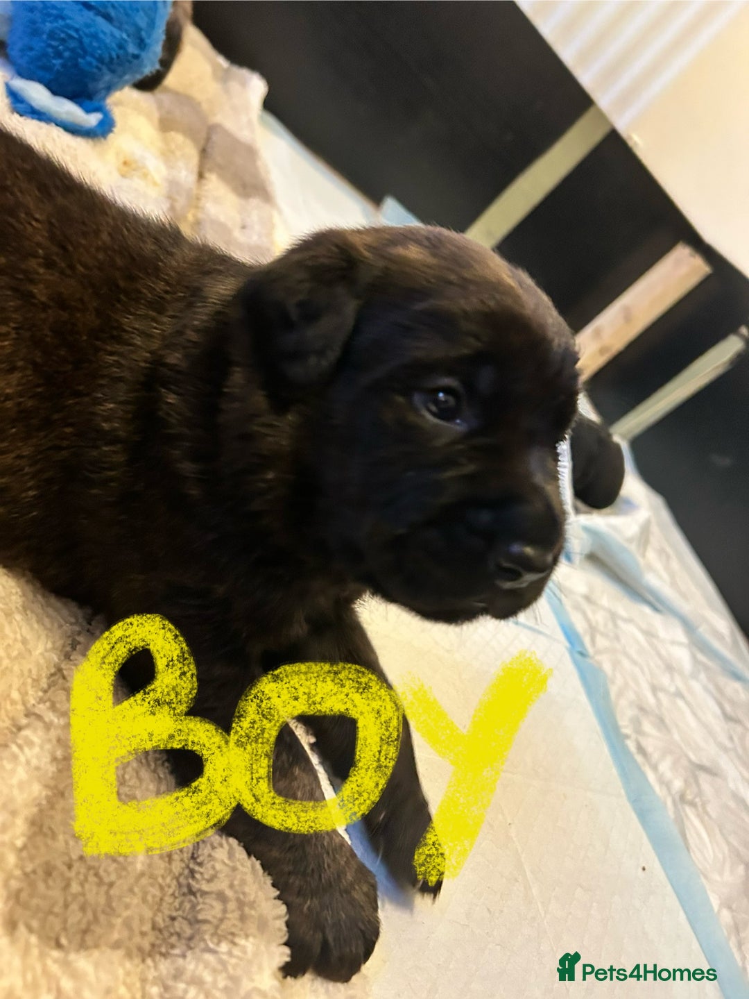 Mixed Breed dogs for sale: Rottie Corso for sale  - Image 8