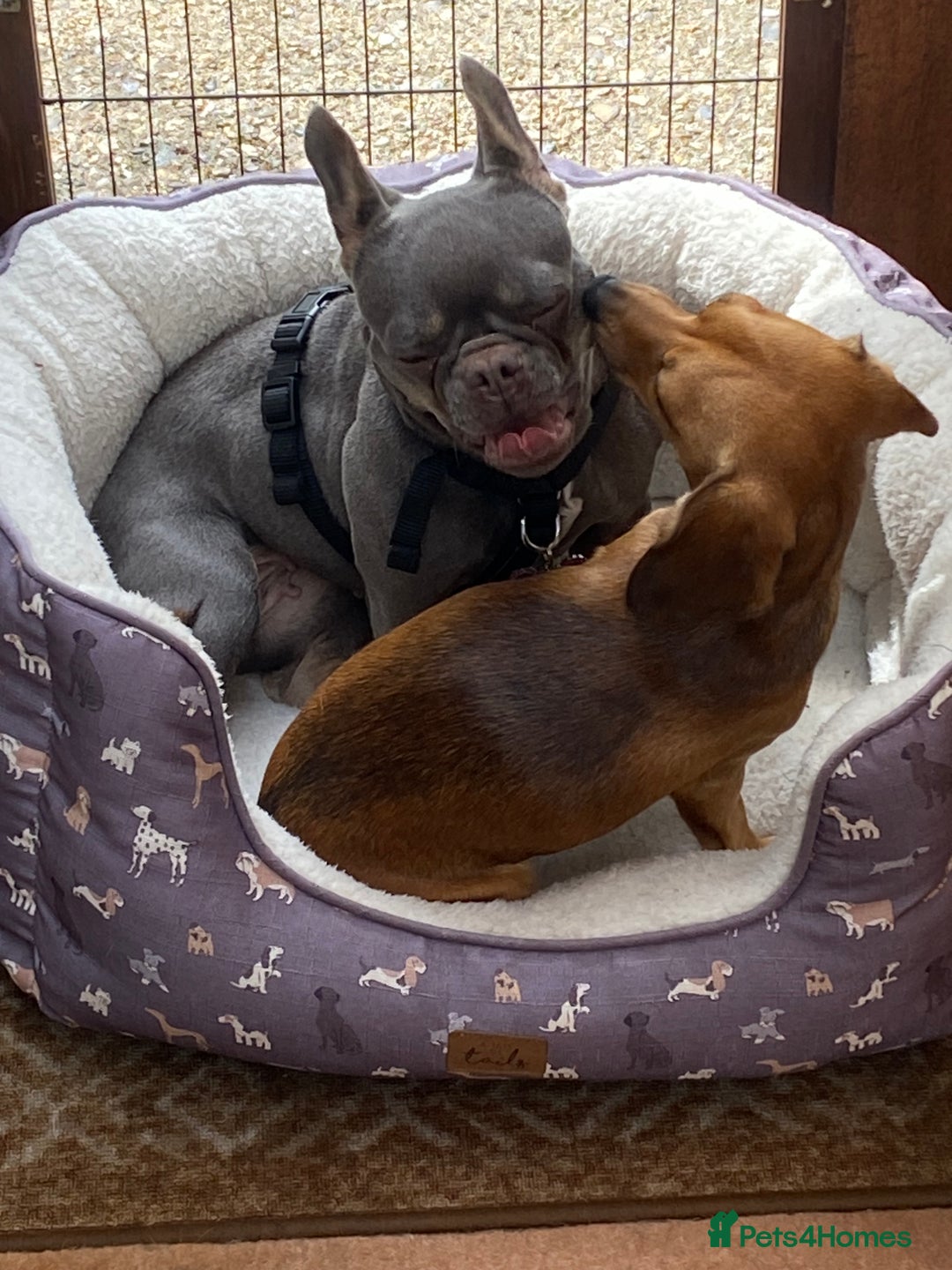 French Bulldog dogs for sale: Our Beautiful blue and tan girl needs rehoming - Advert 9