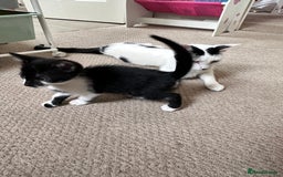 Mixed Breed cats for sale: 1 Male and 1 Female kittens. RESERVED - Image 3