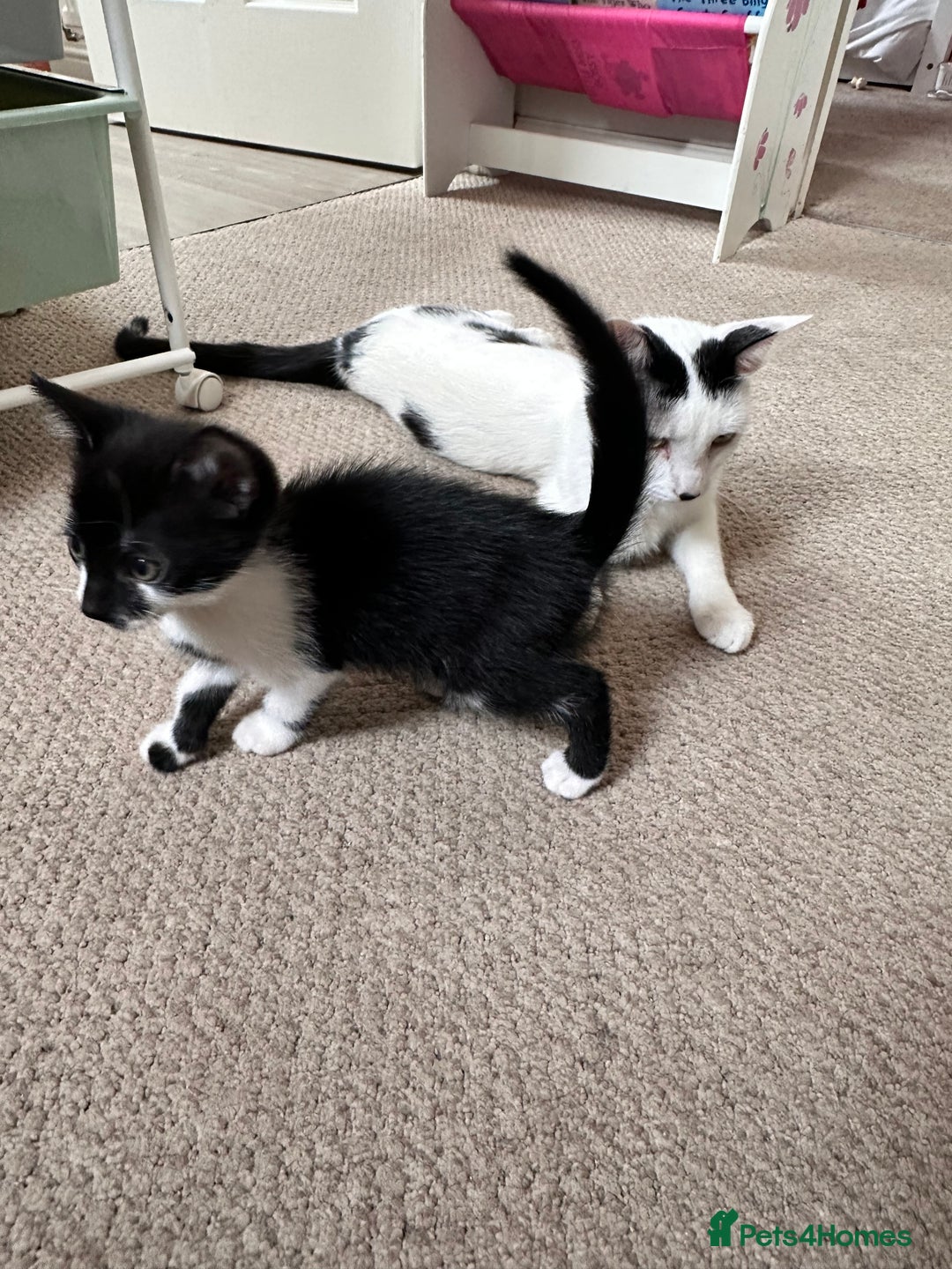 Mixed Breed cats for sale: 1 Male and 1 Female kittens. RESERVED - Image 3