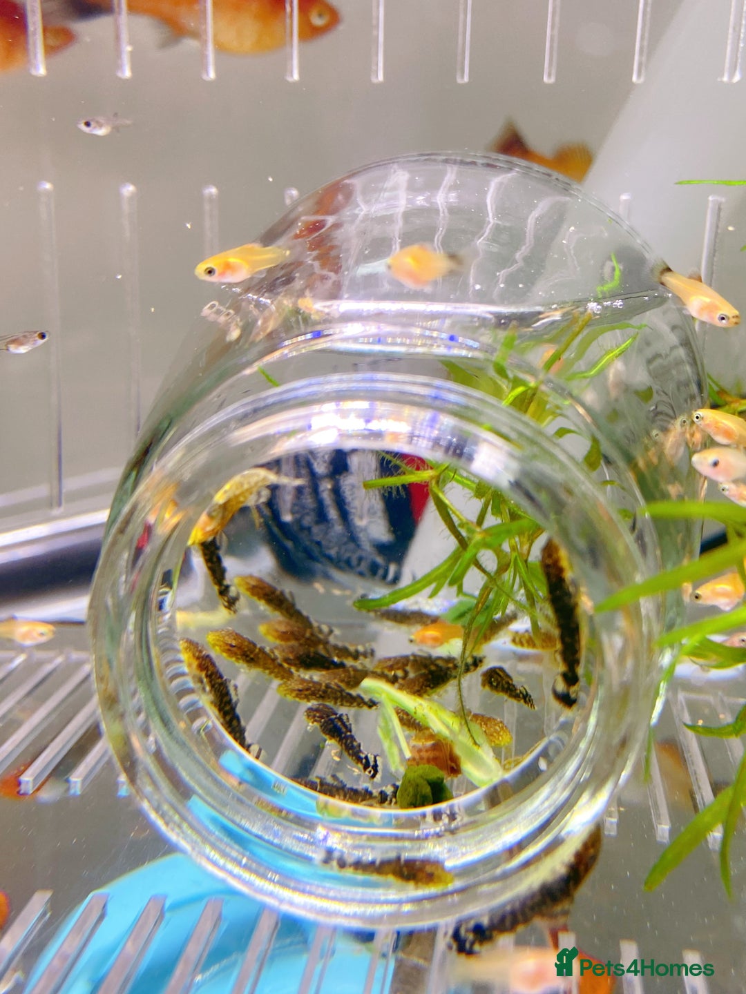 Plecos fish for sale: Bristlenose Pleco Golden&Snowflake – Various Sizes - Advert 15