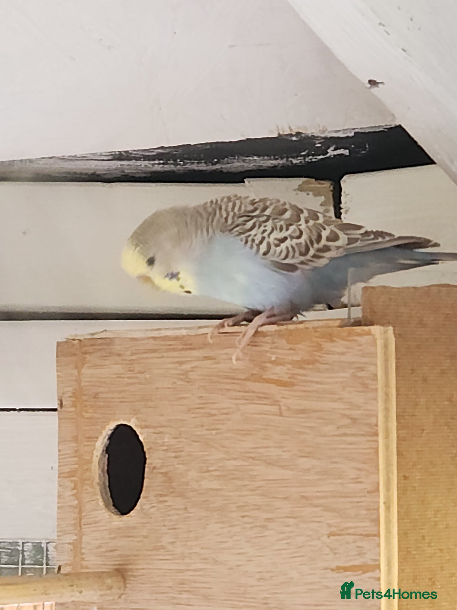 Budgerigars birds 9 x budgies to go together - Advert 9