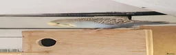 Budgerigars birds for sale: 9 x budgies to go together - Advert 1