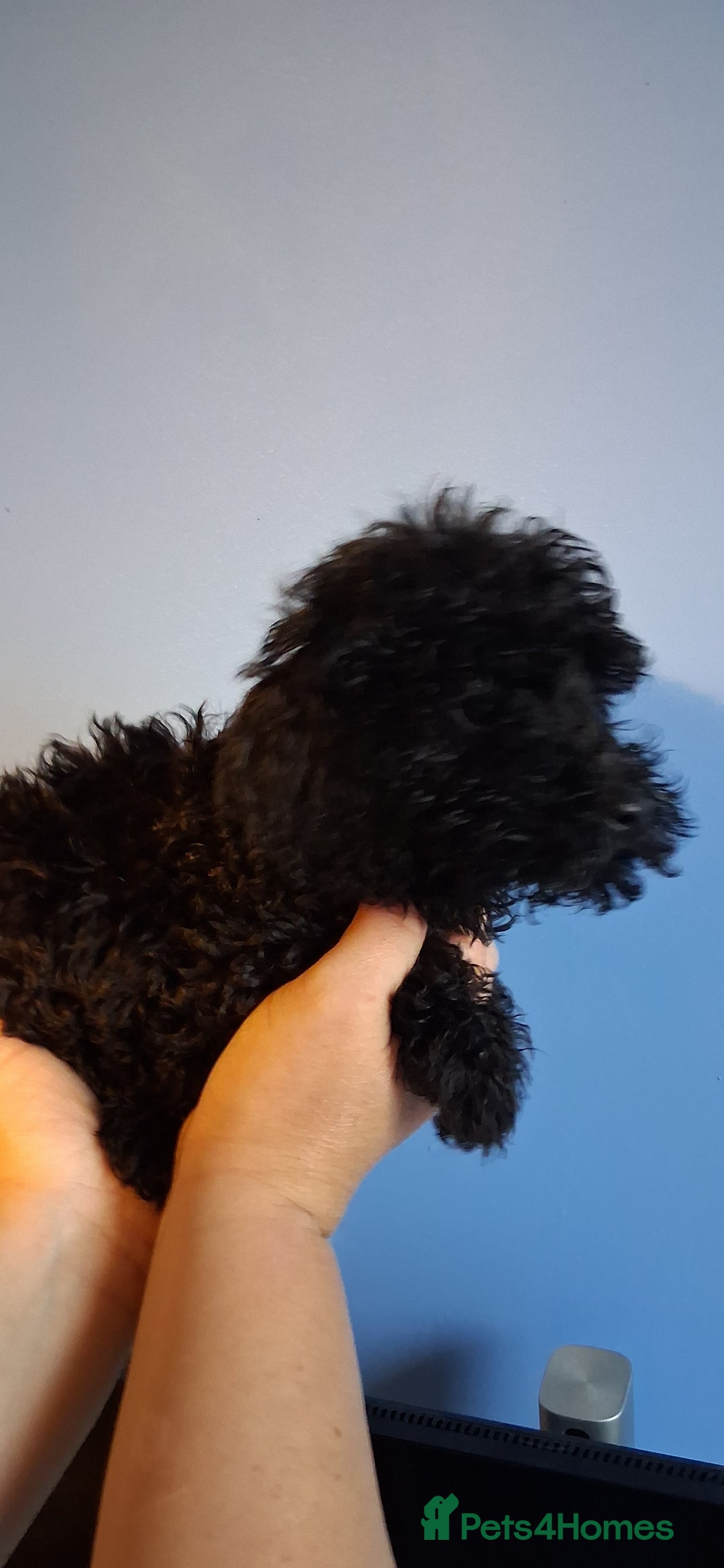 Cockapoo dogs for sale: Miniature heath tested cockapoos - Image 10