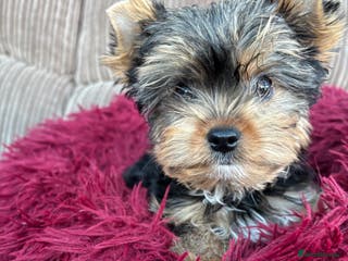 Yorkshire Terrier dogs Beautiful Bertie (pedigree name) - Advert 6