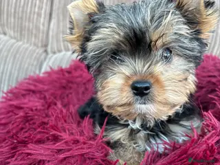 Yorkshire Terrier dogs Beautiful Bertie (pedigree name) - Advert 2