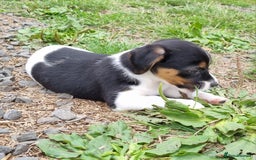 Jack Russell dogs for sale: Jack Russell Pups REDUCED - Image 37