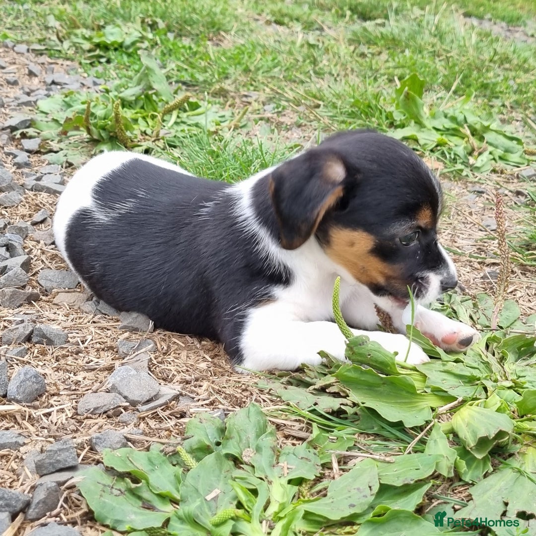 Jack Russell dogs for sale: Jack Russell Pups REDUCED - Image 37