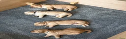 Golden Retriever dogs for sale: Beautiful Home-Reared Golden Retriever Puppies 💛 - Advert 8