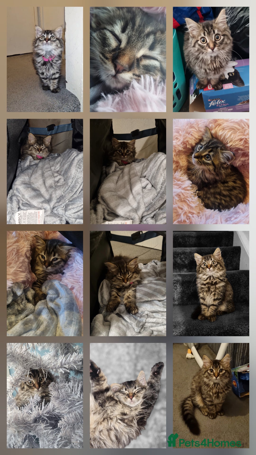 Mixed Breed cats for sale: 1 year old mixed breed - Image 2