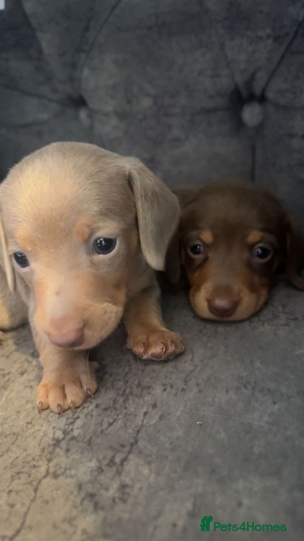 Miniature Dachshund dogs 2 miniture dachshunds 1 boy 1 girl - Advert 15