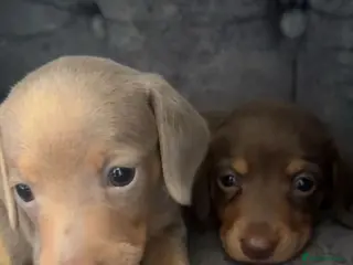 Miniature Dachshund dogs 2 miniture dachshunds 1 boy 1 girl - Advert 5