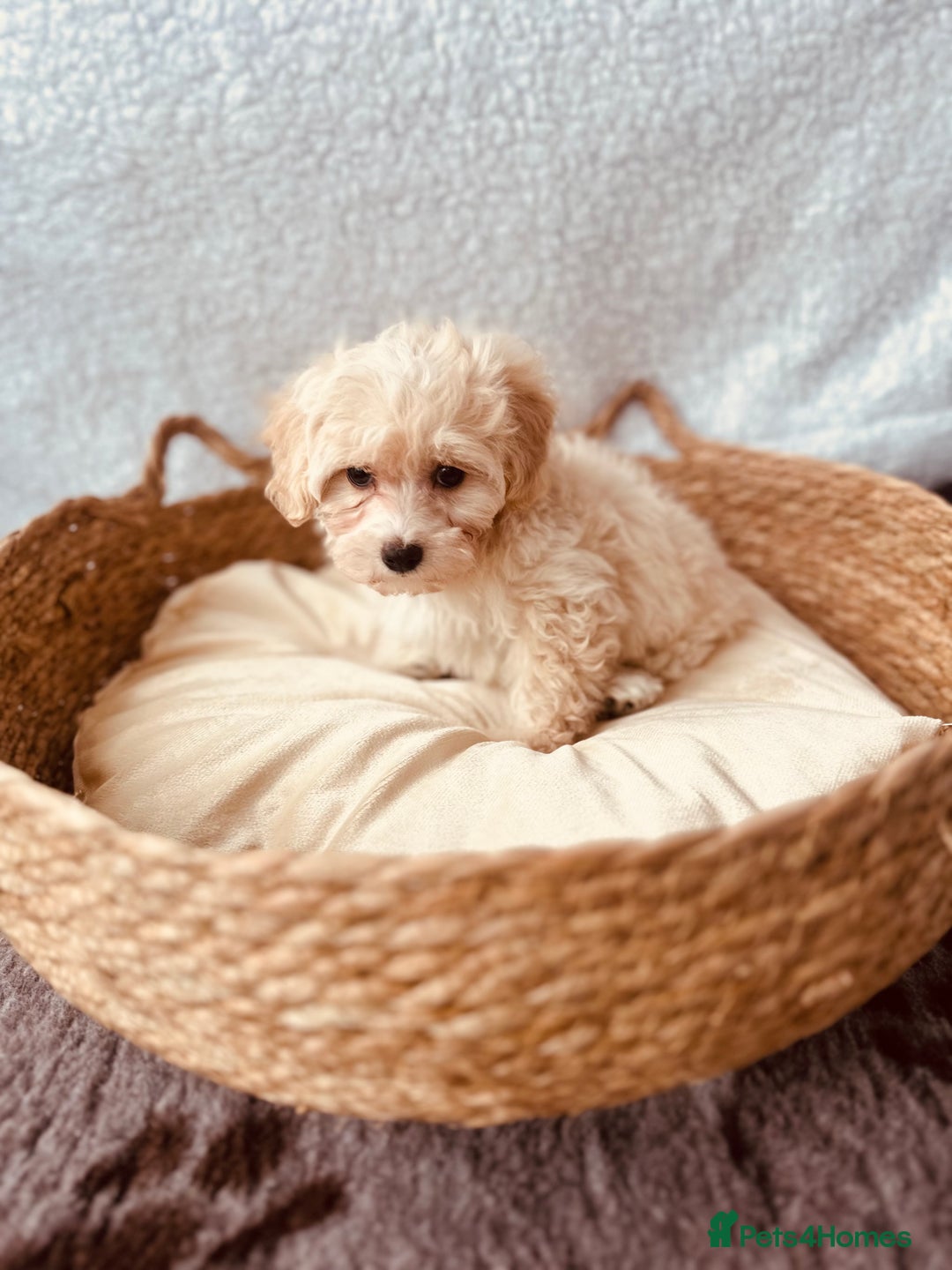 Maltipoo dogs for sale: F1 Toy Maltipoo puppys   - Image 38