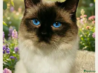 Ragdoll cats Chocolate stud available - Advert 4