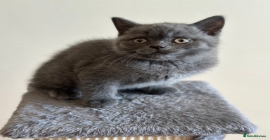 British Shorthair cats - Advert 13