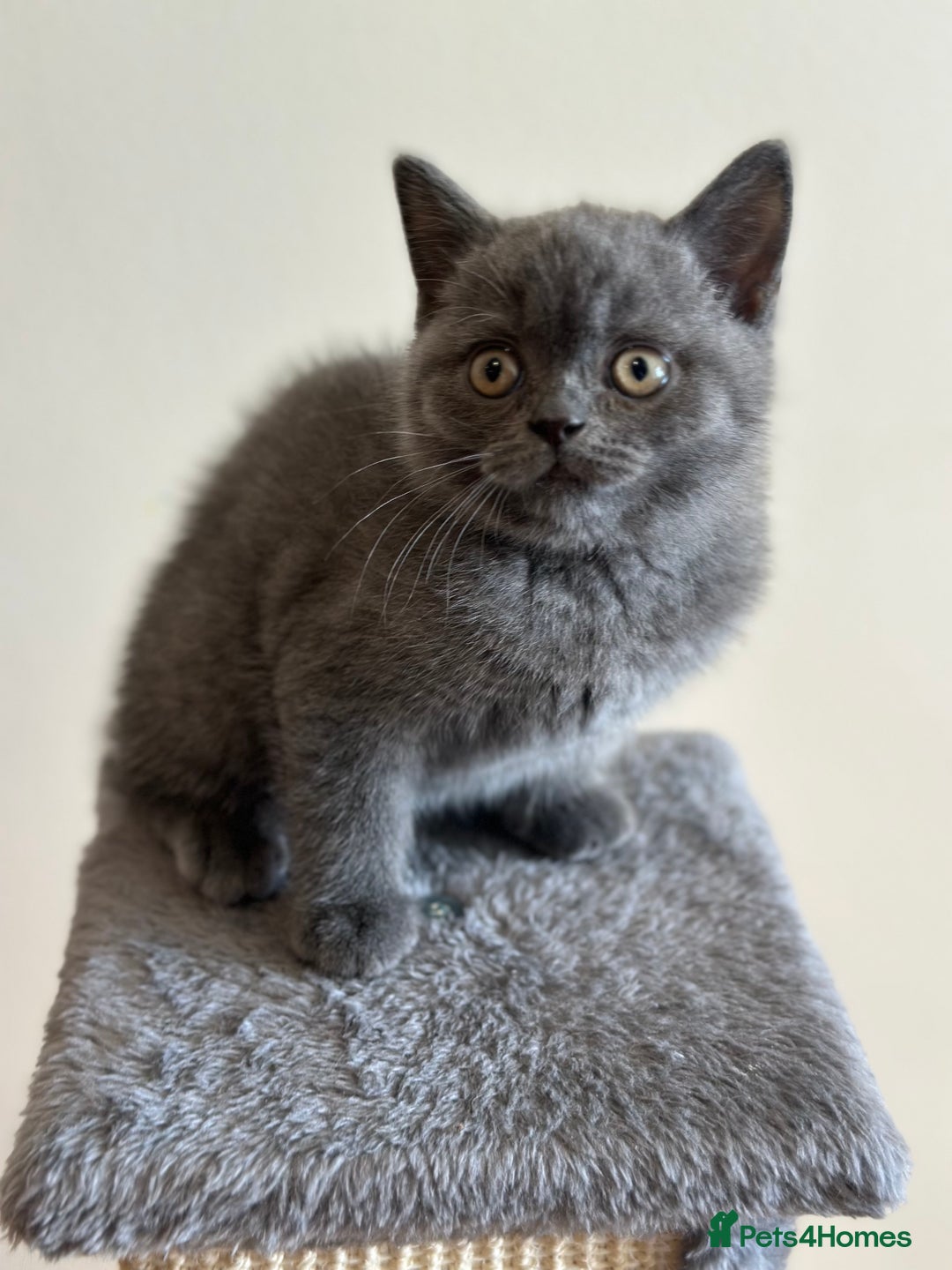 British Shorthair cats for sale: 💜 GCCF British Shorthair Kittens 💙 - Image 3