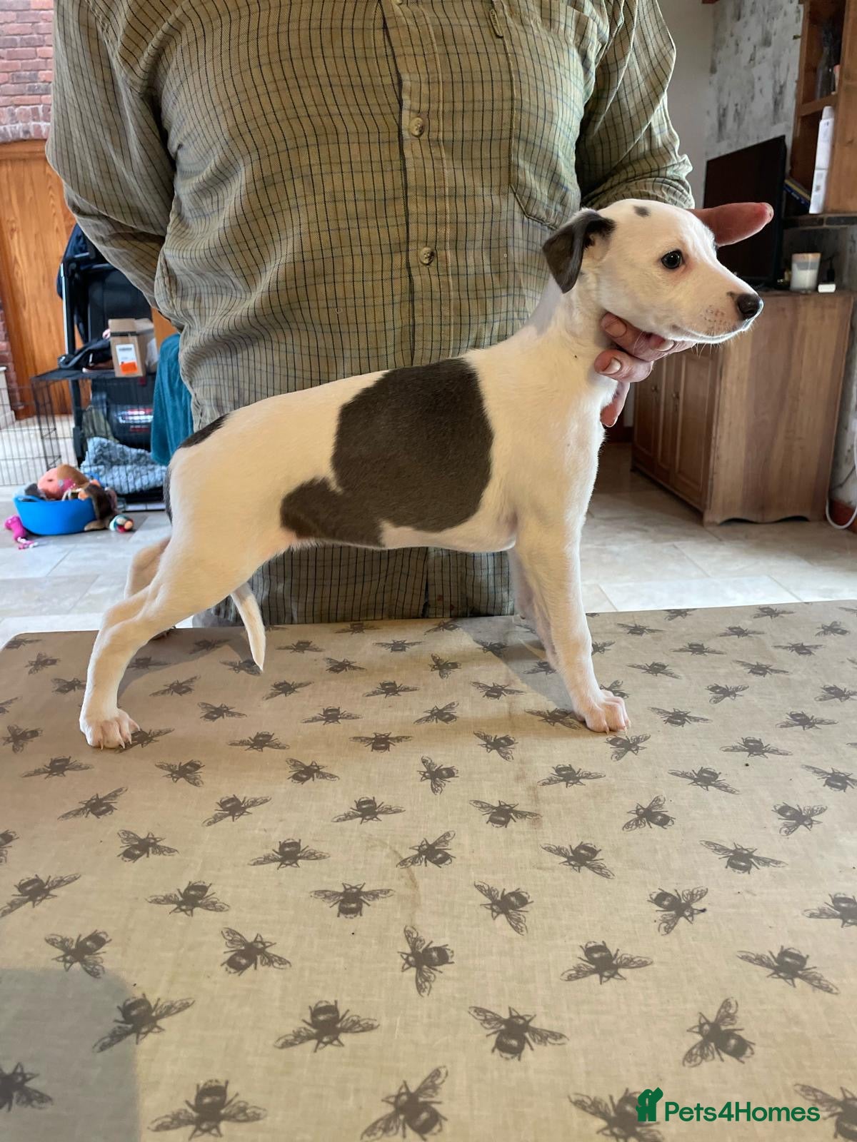 Whippet dogs Top quality KC registered Whippet pups*ONE LEFT* - Advert 7