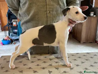 Whippet dogs Top quality KC registered Whippet pups*ONE LEFT* - Advert 7