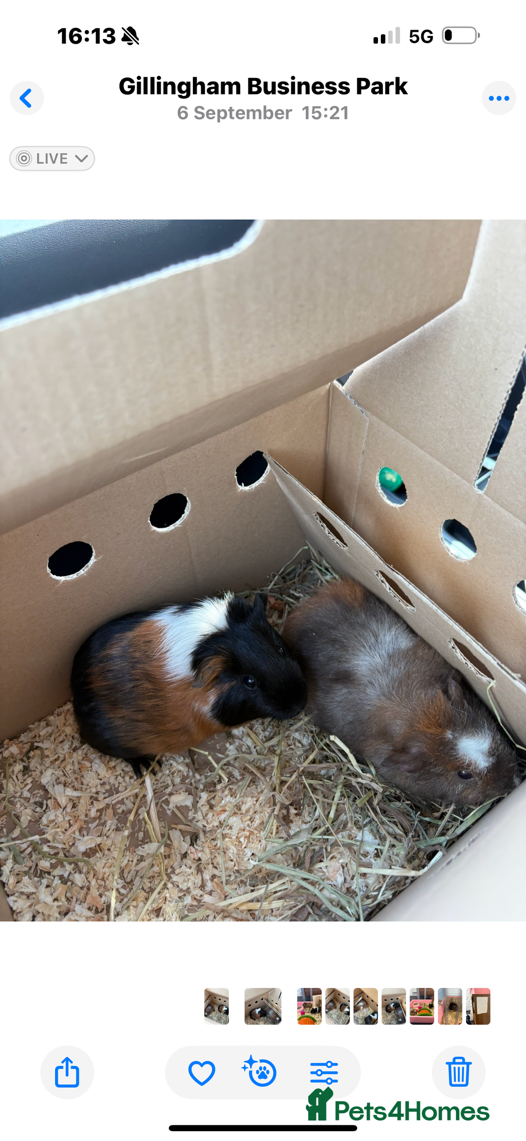 Guinea Pig rodents for sale: Pair of bonded female guinea pigs  - Advert 3