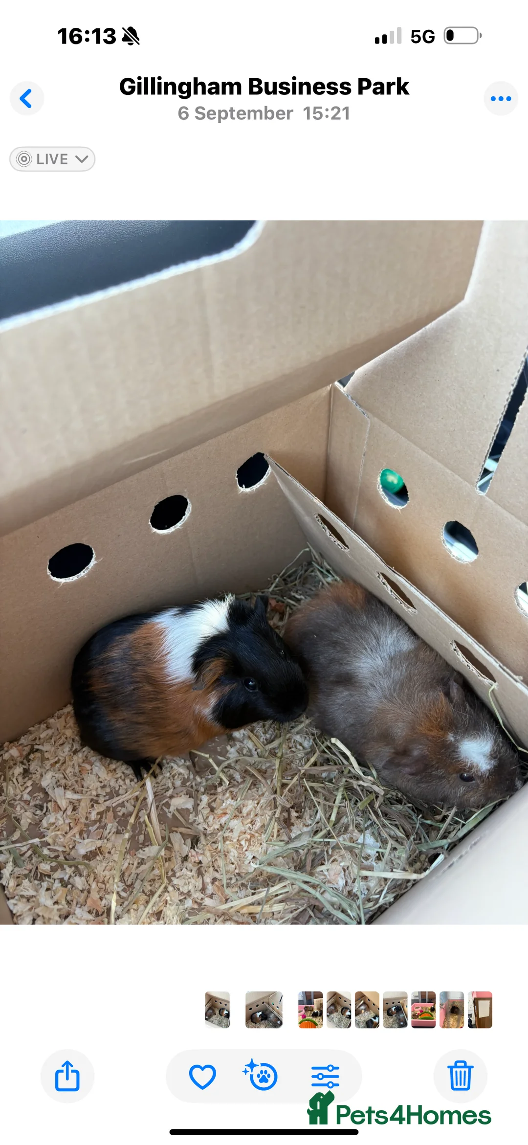 Guinea Pig rodents for sale: Pair of bonded female guinea pigs  - Advert 3