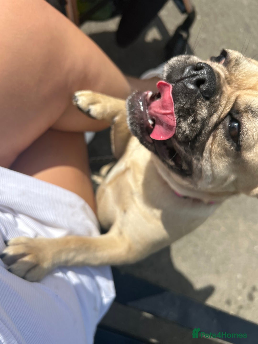 French Bulldog dogs for sale: 1 year old girl French bulldog  - Advert 2