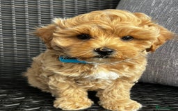 Maltipoo dogs for sale: Gorgeous apricot maltipoo - Image 17
