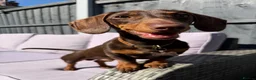 Miniature Dachshund dogs for sale: Frankie in Search of His Forever Home  in Alfreton - Advert 8
