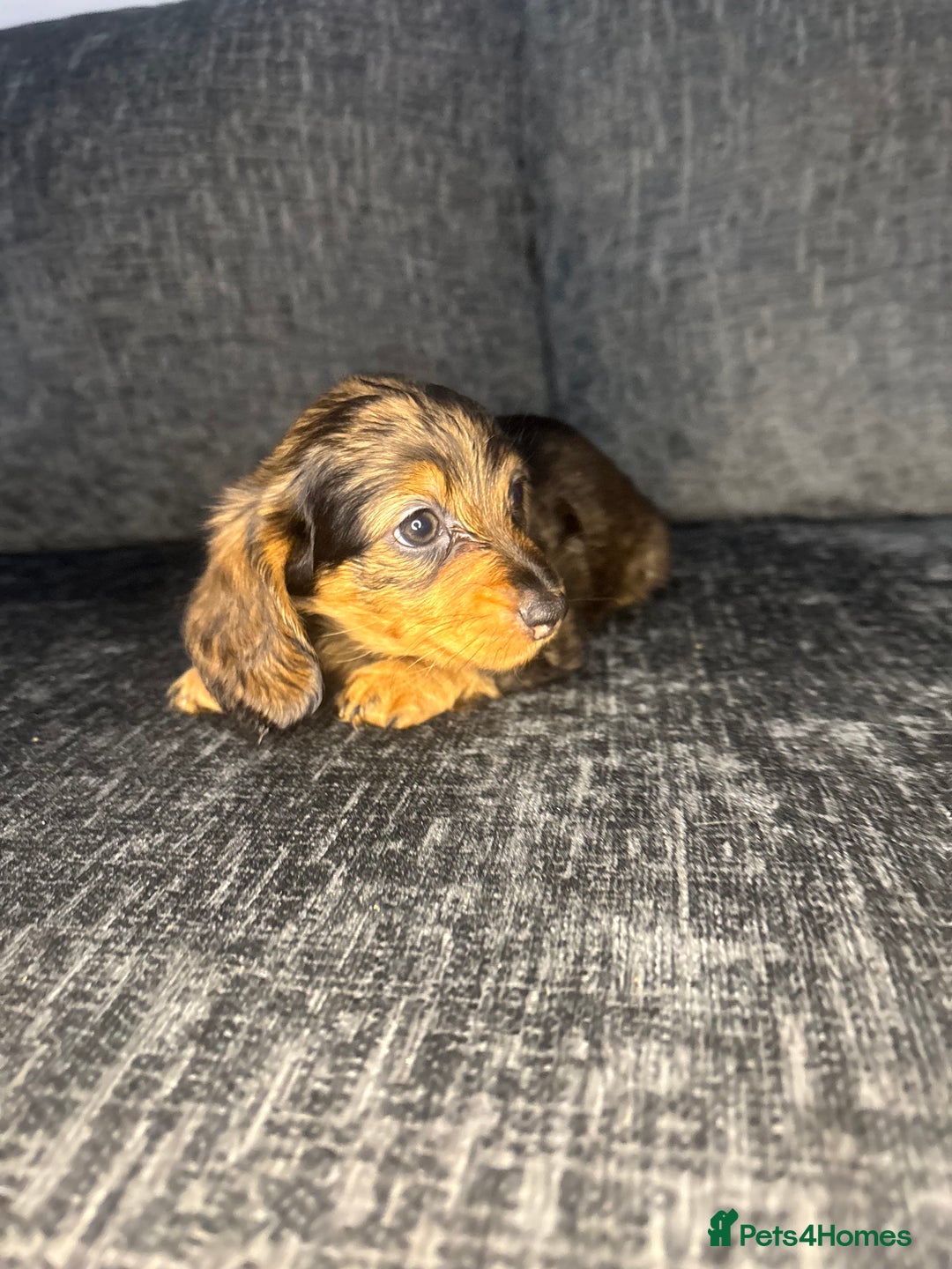Miniature Dachshund dogs for sale: Champion Longhaired Miniature Dachshund Puppies - Advert 31