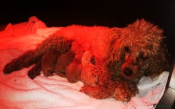 Toy Poodle dogs for sale: Outstanding quality KC Reg Toy poodle puppies  - Image 15