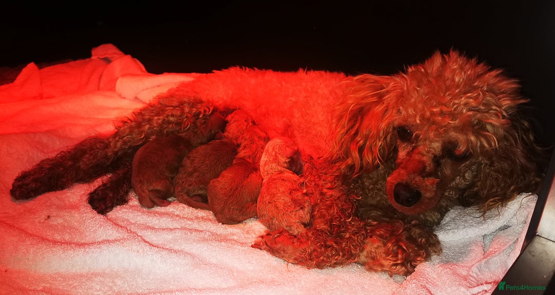 Toy Poodle dogs for sale: Outstanding quality KC Reg Toy poodle puppies  - Image 15