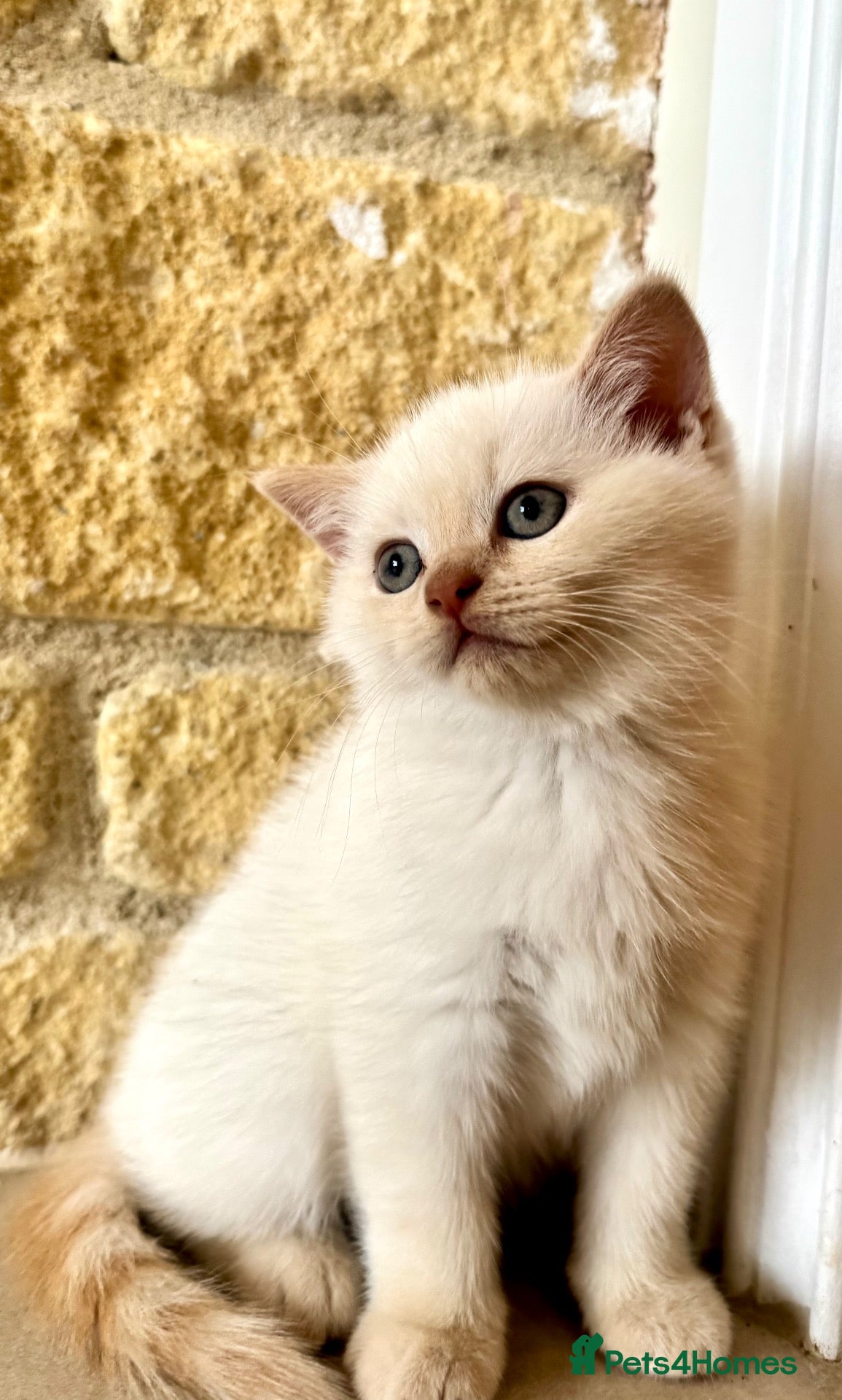 British Shorthair cats FULL PEDIGREE BSH KITTENS IN THE COTSWOLDS - Advert 1